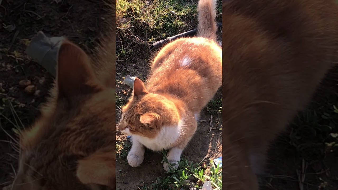 Beautiful cat