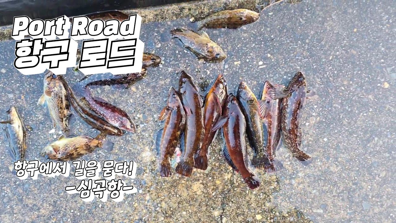 낚시탐구생활! 남녀노소 느나느나 꿀 포인트!! 심곡항