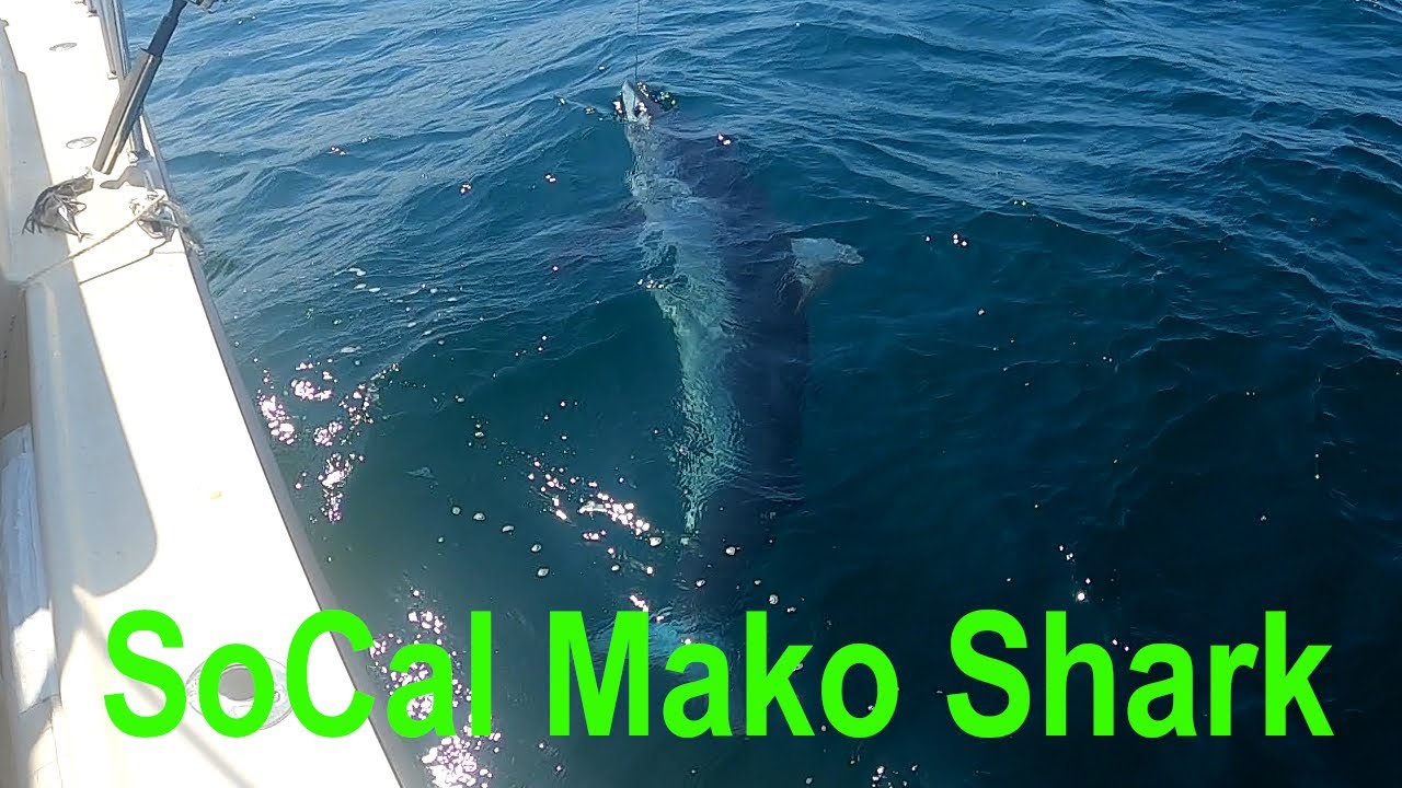 Mako Shark Fishing Off Newport Beach In Southern California