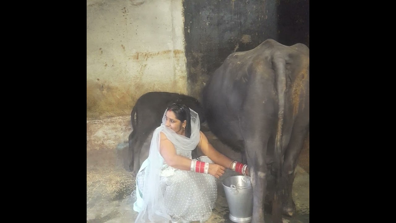 buffalo milking by hand ✋️ milking look 👌🏽 haryanvi sanskriti #villagelife #viral #youtube ♥️♥️💯🙏🏼