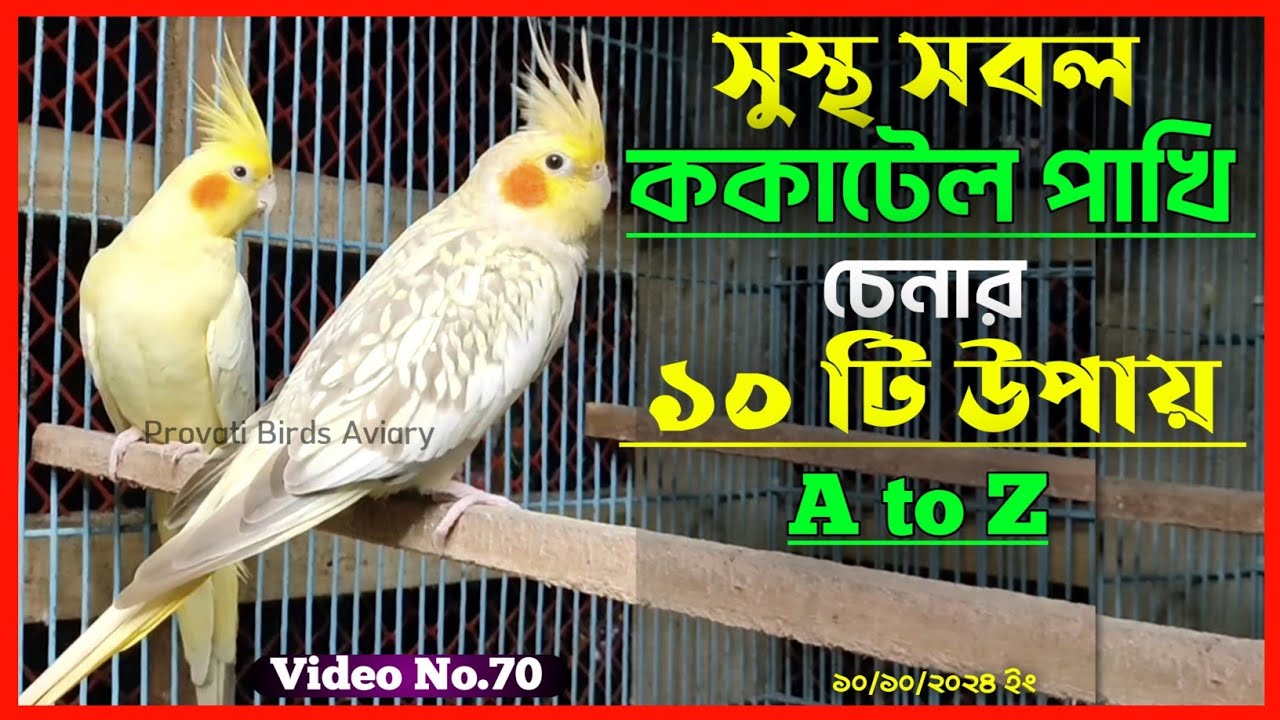 সুস্থ ককাটেল পাখি চেনার উপায় | সুস্থ ককাটেল পাখি চেনার ১০ টি উপায় | ককাটেল পাখি কেনার আগে জেনে নিন