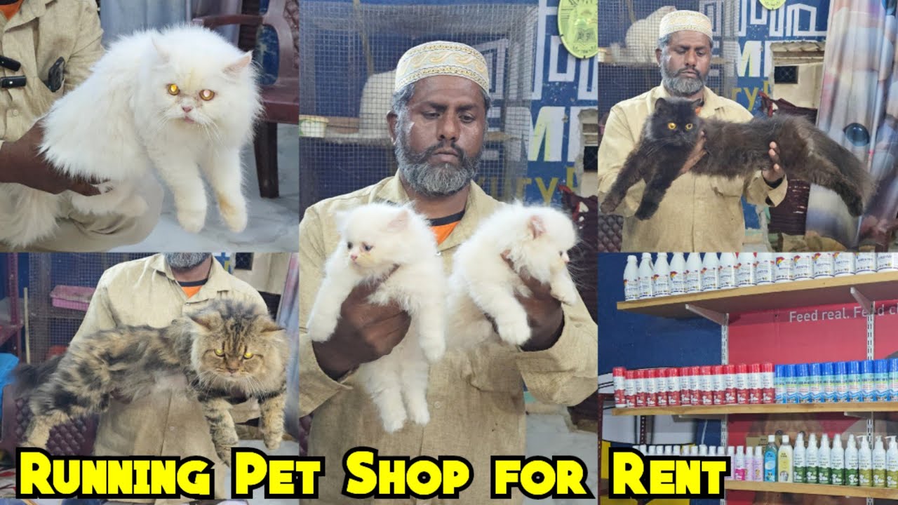 Chance Ki Dukan Aur Offer Wale Cats Available @ A to Z Cattery| Azeem Bhai Shaheen Nagar | Hyderabad