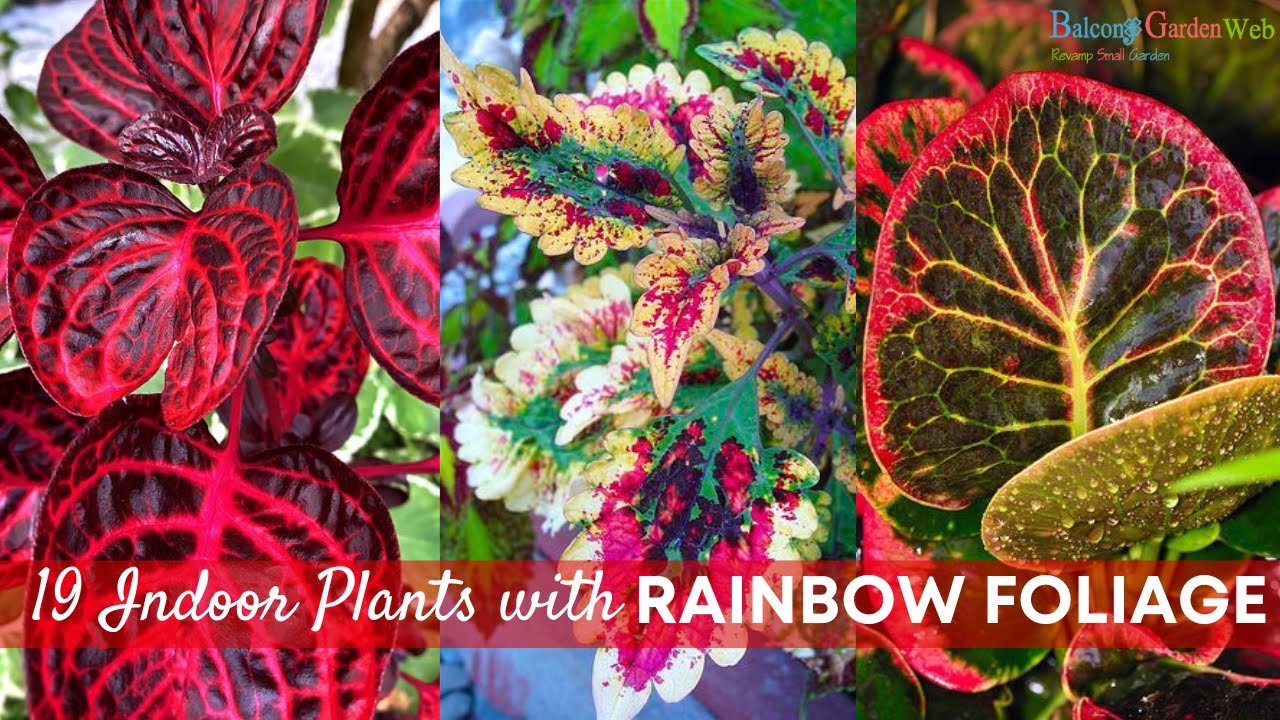 19 Indoor Plants with Rainbow Foliage | Colorful Leaves Houseplants #indoorplants #houseplants