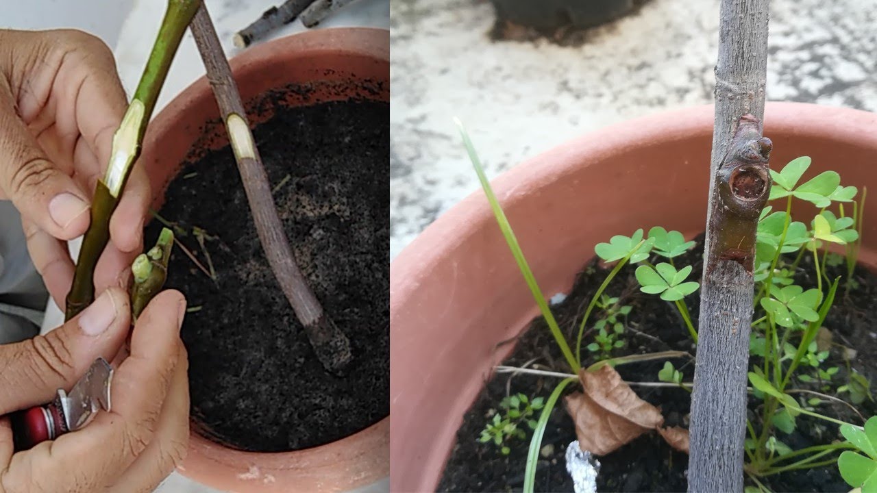 Чиповая окулировка плодовых деревьев: как добиться успешной прививки