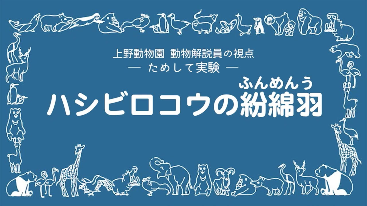 ためして実験：ハシビロコウの紛綿羽（ふんめんう）