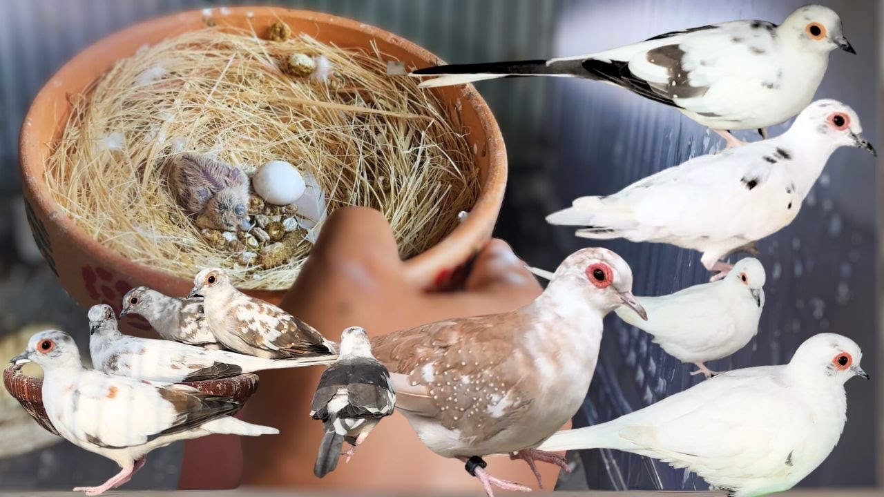 Successful Pied Dove Breeding Setup - Your Complete Guide