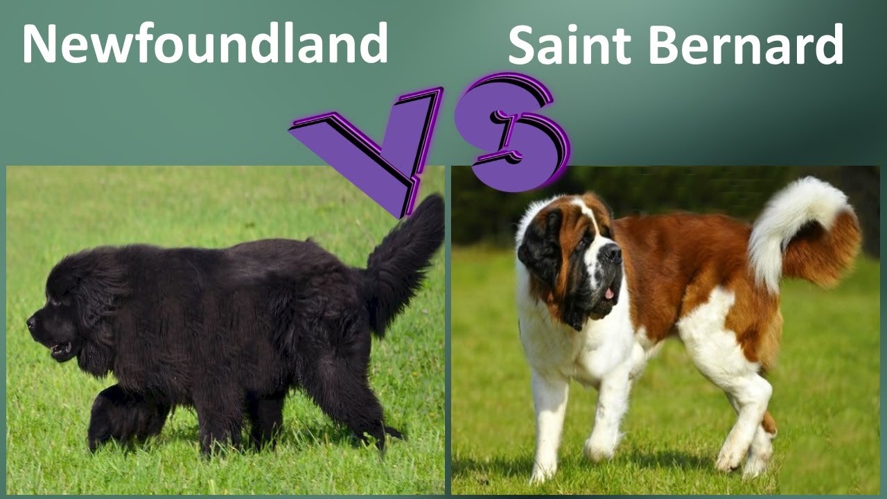 Newfoundland VS Saint Bernard - Breed Comparison - Newfoundland and St. Bernard Differences