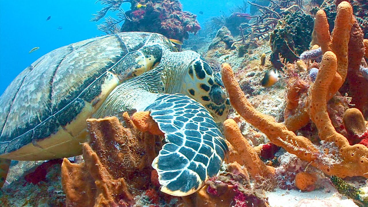Meet The Climate-Resistant Super Coral | Your Climate | BBC Studios