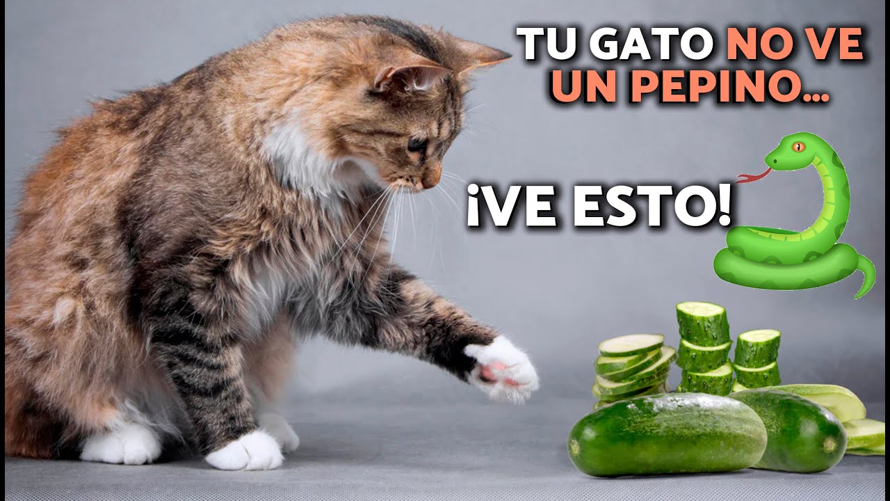 ¿Por qué los GATOS se ASUSTAN con los PEPINOS? 🥒🐍🙀 ¡Esta es la VERDAD detrás de su REACCIÓN!
