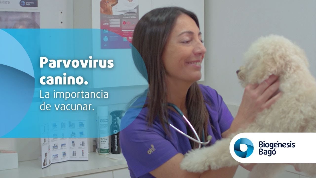 Parvovirus: La importancia de vacunar con CANIGEN®