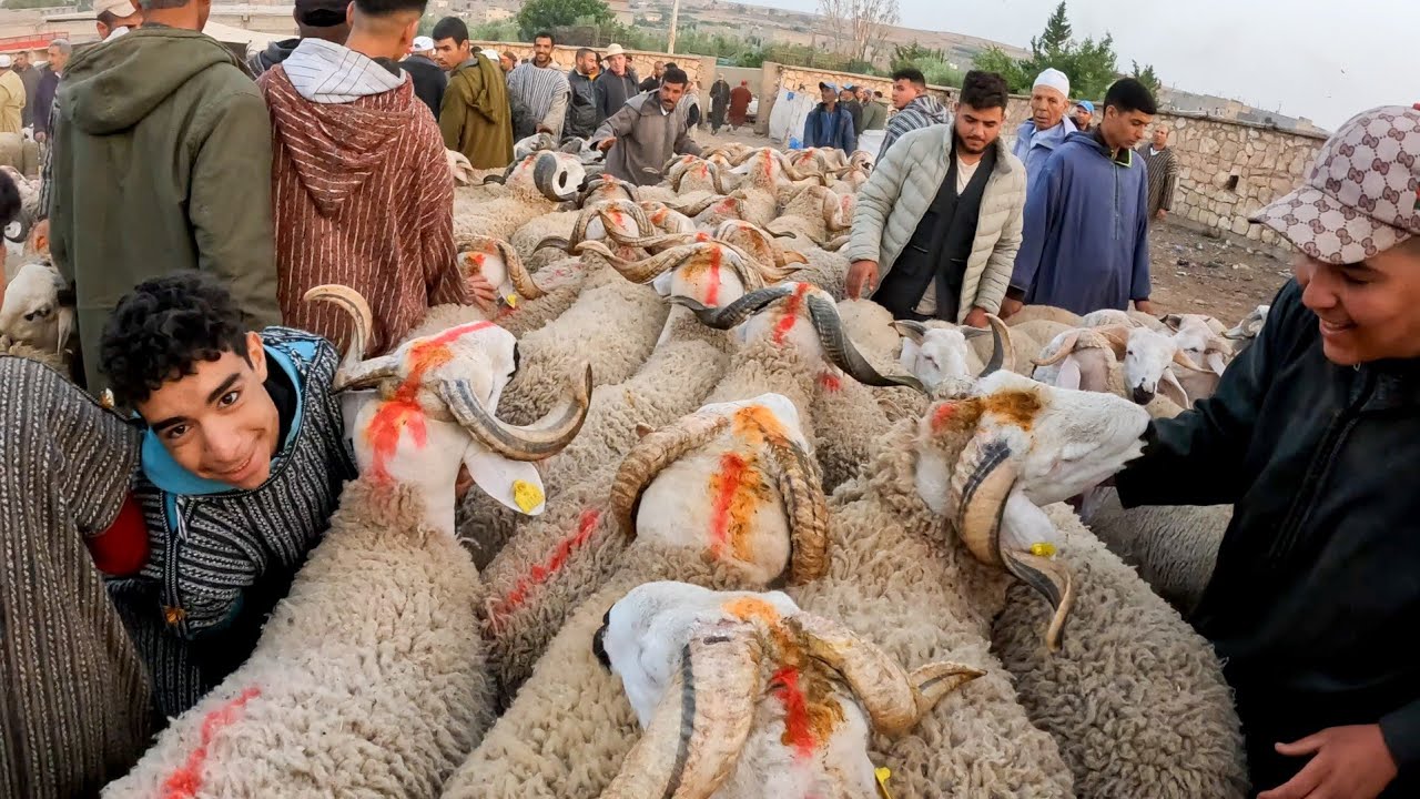 واش هاذ الثمن مبغاش يزيذ ينقص من سوق حد البروج اقليم سطات مع ثمن حولي عيد الأضحى بتاريخ26/052024