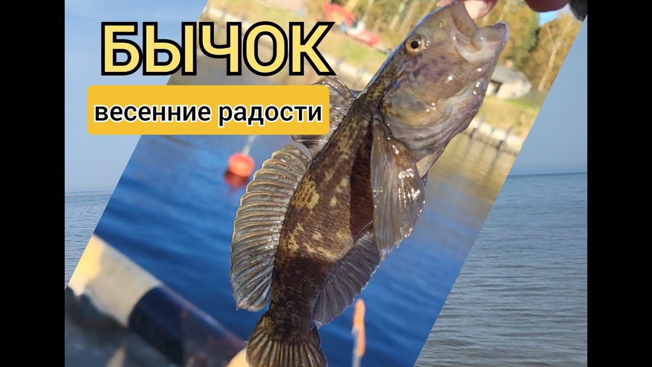 Сердечная рыбалка или бычки Рижского залива.