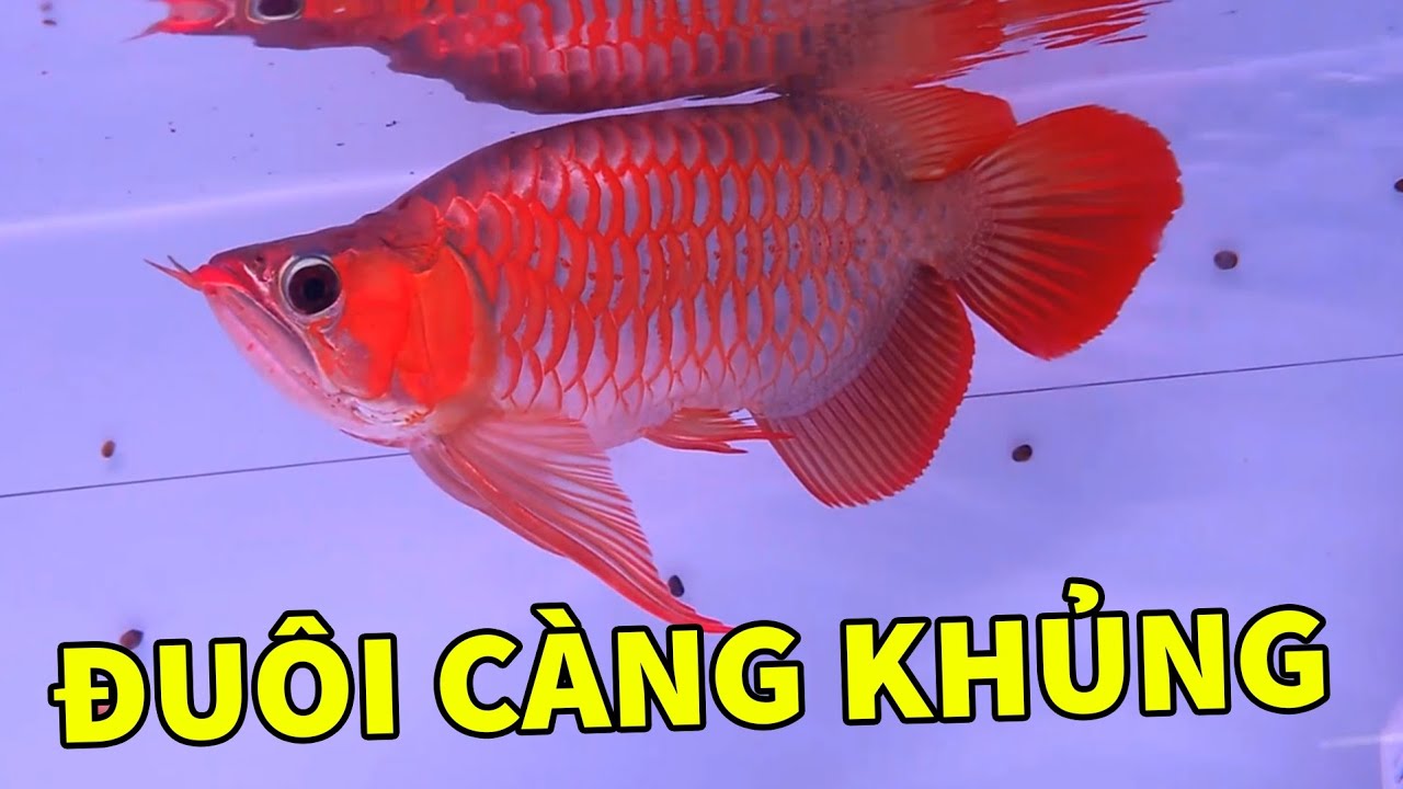Lên Nhiều Mẫu Huyết Long Mới Về Siêu Đẹp, Bói Abino Saiz Khủng | Rồng Cần Thơ 
