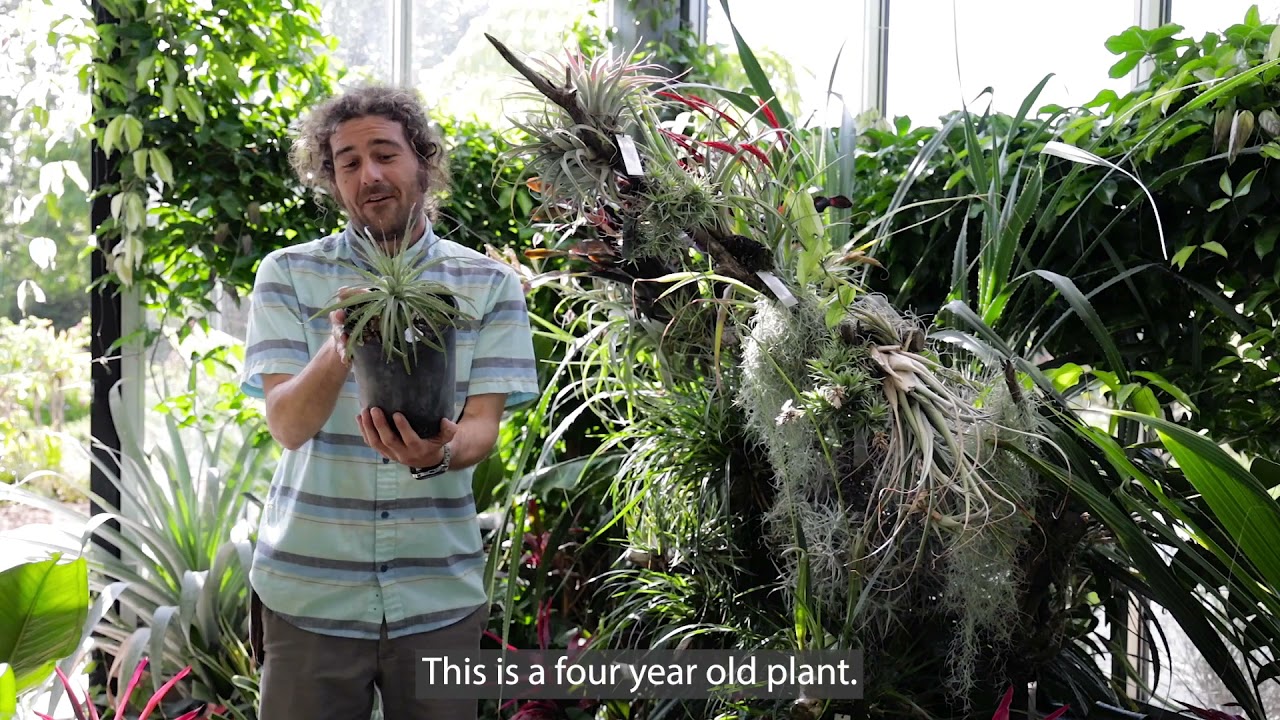 Tony, Puya alpestris, sapphire tower