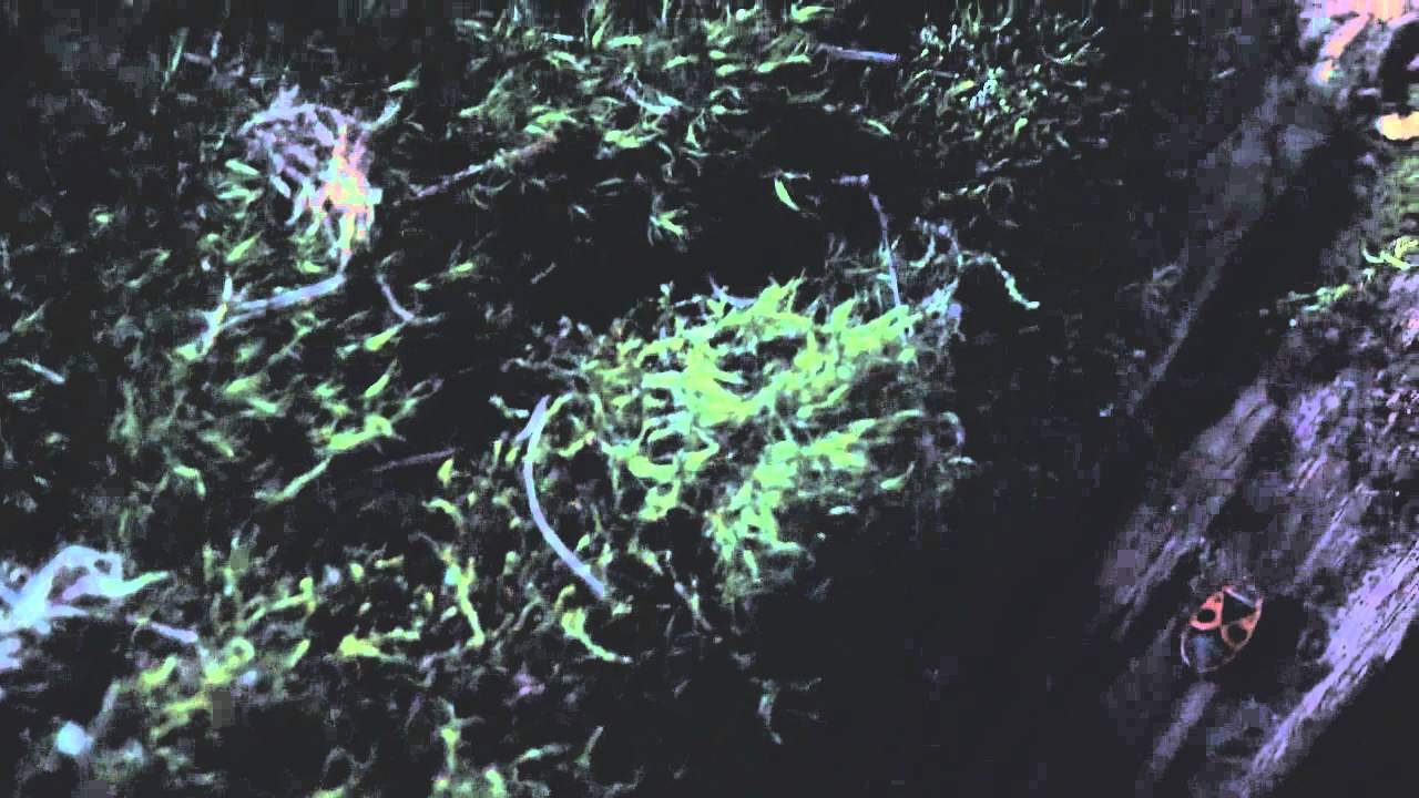 Meczup - Kwaidan