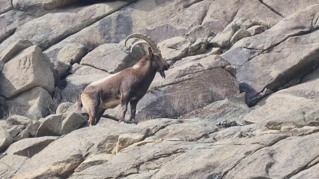 The Famous Himalayan Ibex Found a Friendly Environment in the Village |       #himalayanibex