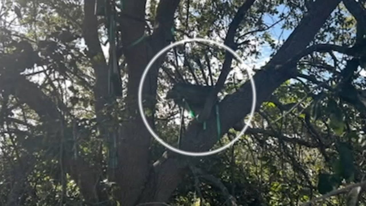 New security questions surrounding President Trump after so-called hunting stand found