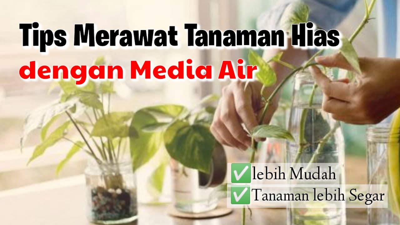 10 Tips Merawat Tanaman Hias dengan Media Air