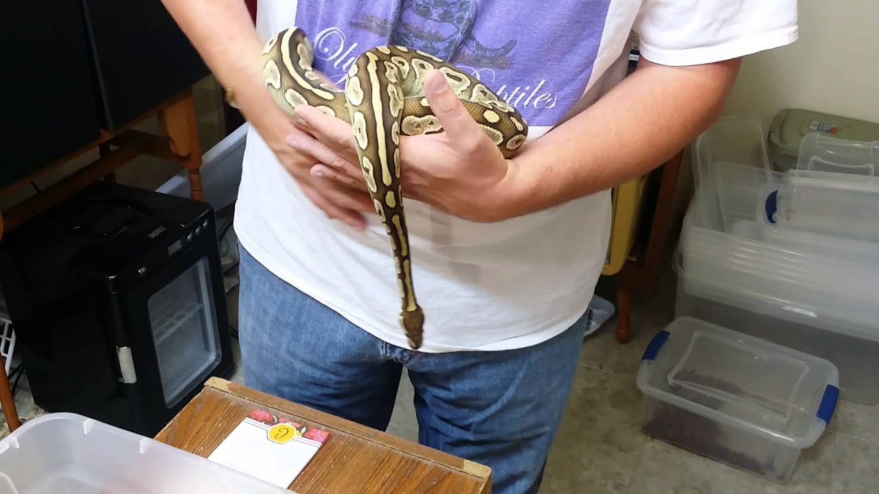 Olympus reptiles ball python morphs #9.  Lesser/butter