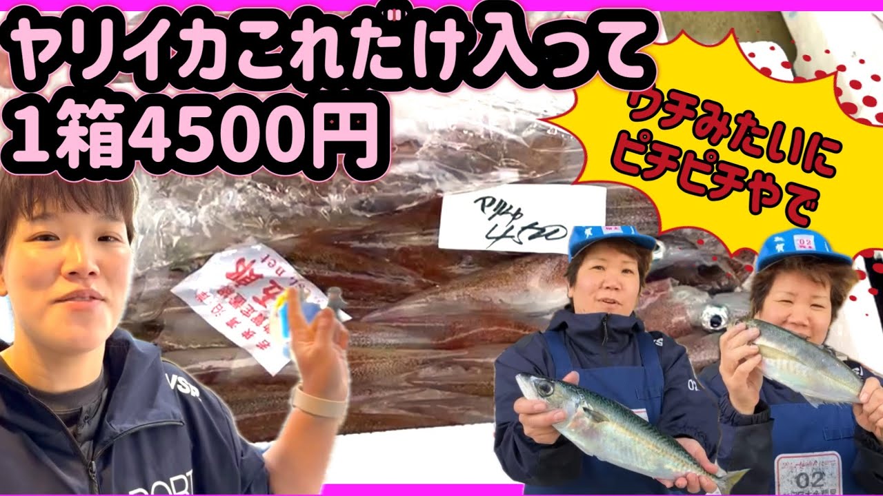 『ヤリイカたくさん入って4500円！鯖、鯵がピチピチな件について』#激安&nbsp; #魚屋　#相木魚問屋 #敦賀 &nbsp; 8/4/9