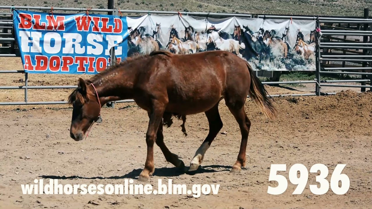 Wild Horse Adoption June 2021