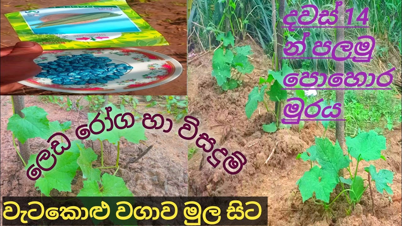 වැටකොළු වගාව මුල සිට | දවස් 14 න් පලවන පොහොර මුරය #farming #viral #agriculture #koratuwa
