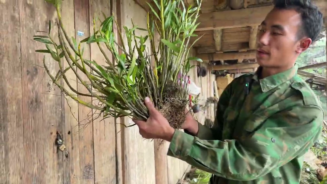 V&Agrave;NG A SẾNH B&Aacute;N HOA PHONG LAN RỪNG TR&Ecirc;N BẢN ZALO 0876103448