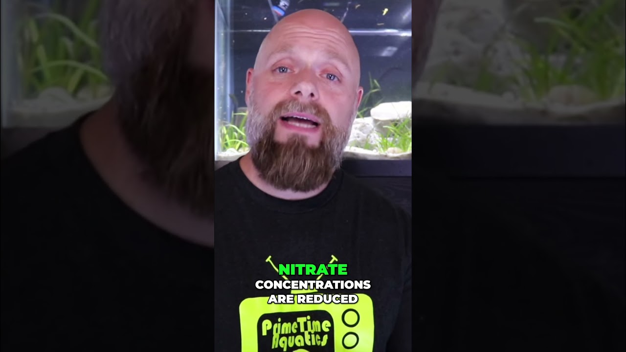 Reduce Aquarium Nitrates: Live Plants Explained!