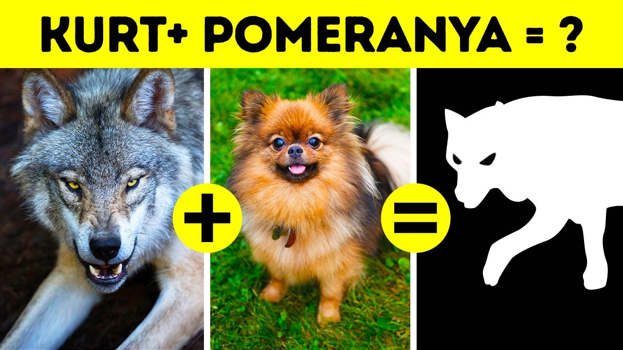 Köpek Irkları Birbirinden Çok Farklıyken Kediler Neden Değildir?