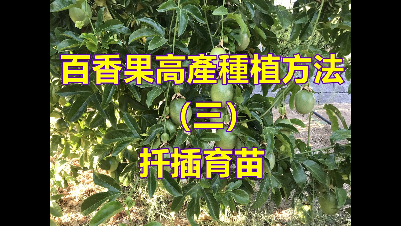 Life story |高產百香果種植法（三）扦插育苗|百香果畝產萬斤不是夢|百香果水果王|高產