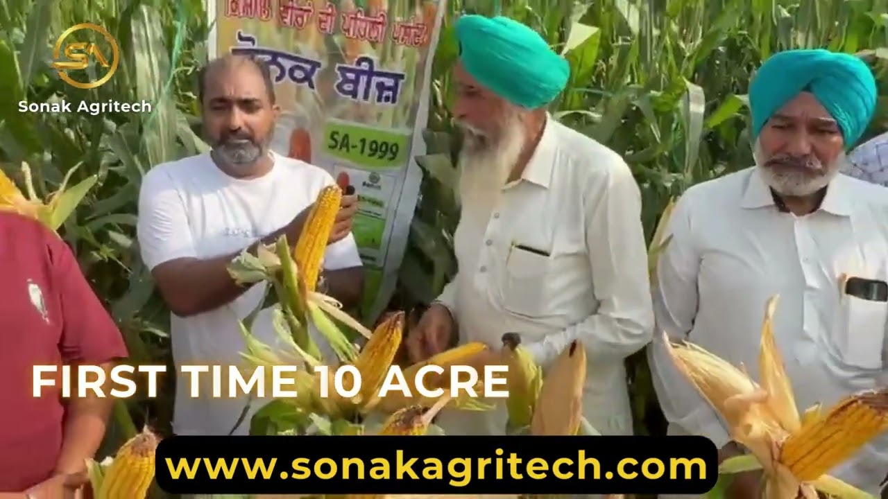 Sonak 1999 variety #farming #vadd jhaar