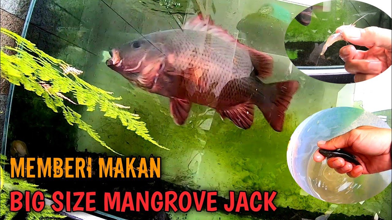 Tenyata Begini Cara Mangrove Jack Menyergap Mangsanya|Mangrove Jack Feeding