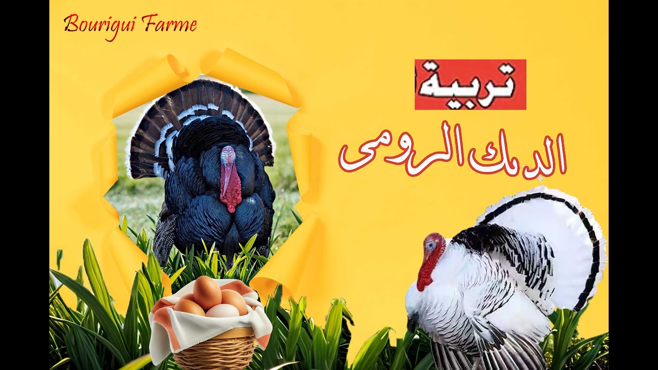 مشروع تربية الديك الرومي البلدي (بيبي) , عوامل نجاح المشروع , هل هو مشروع مربح ام لا?, كتكوت  الرومي