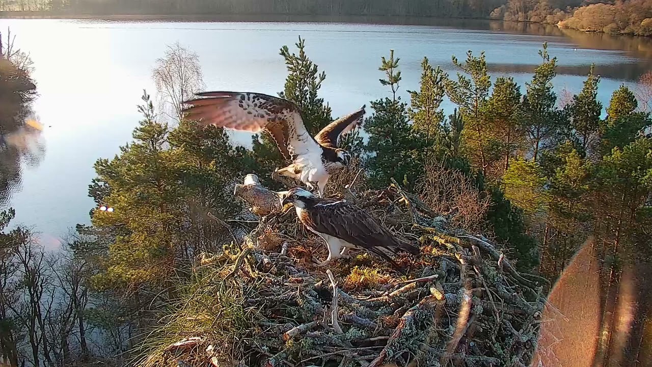 A New Pairing on the Osprey Nest? - Loch of the Lowes Webcam (2025)