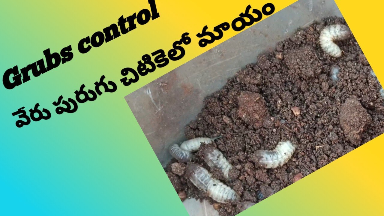 Grub control | veru purugu nivarana | How to get rid of Grubs | In Telugu