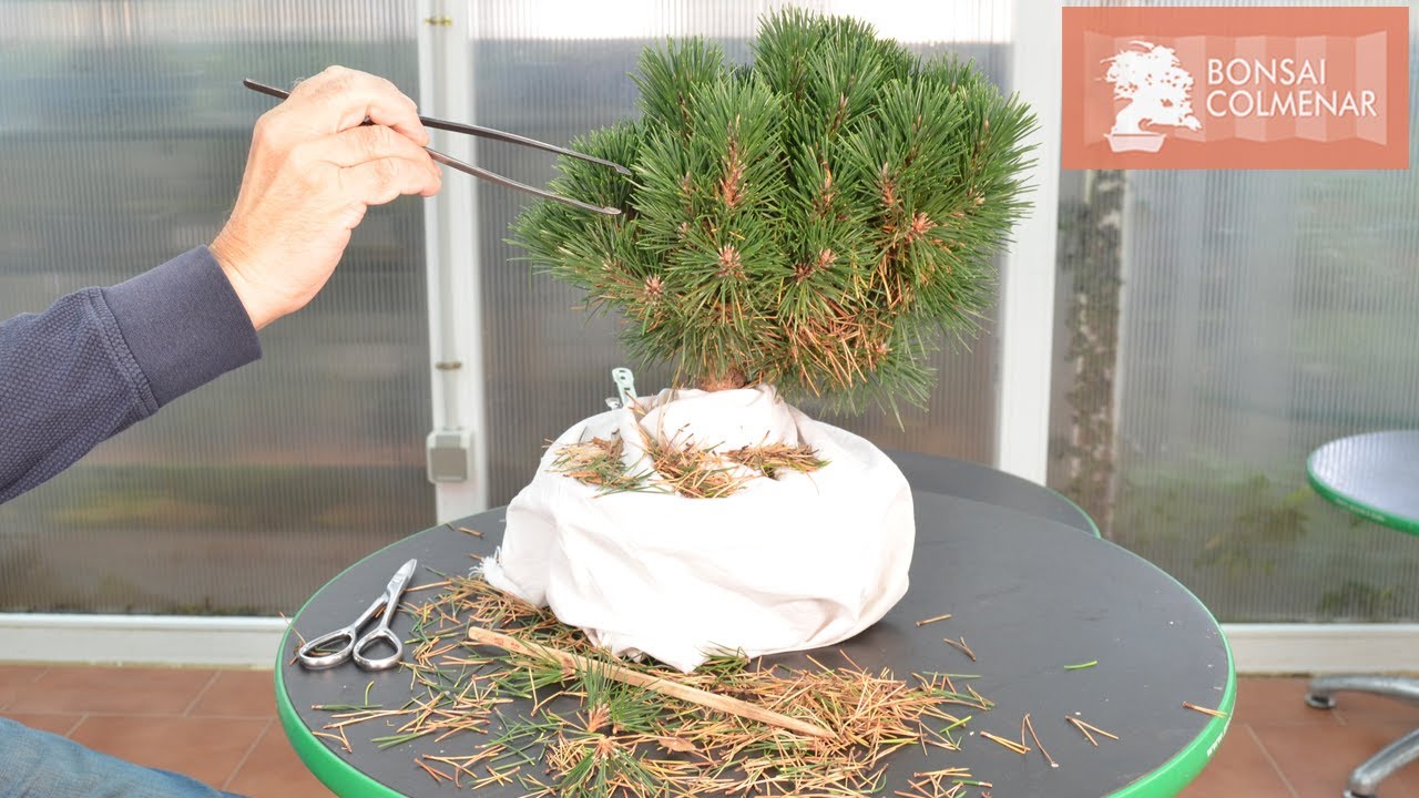 Pino senjumaru - Bonsai Colmenar