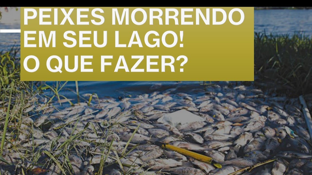 Peixes morrendo no Lago de Tilápia!! O que fazer??
