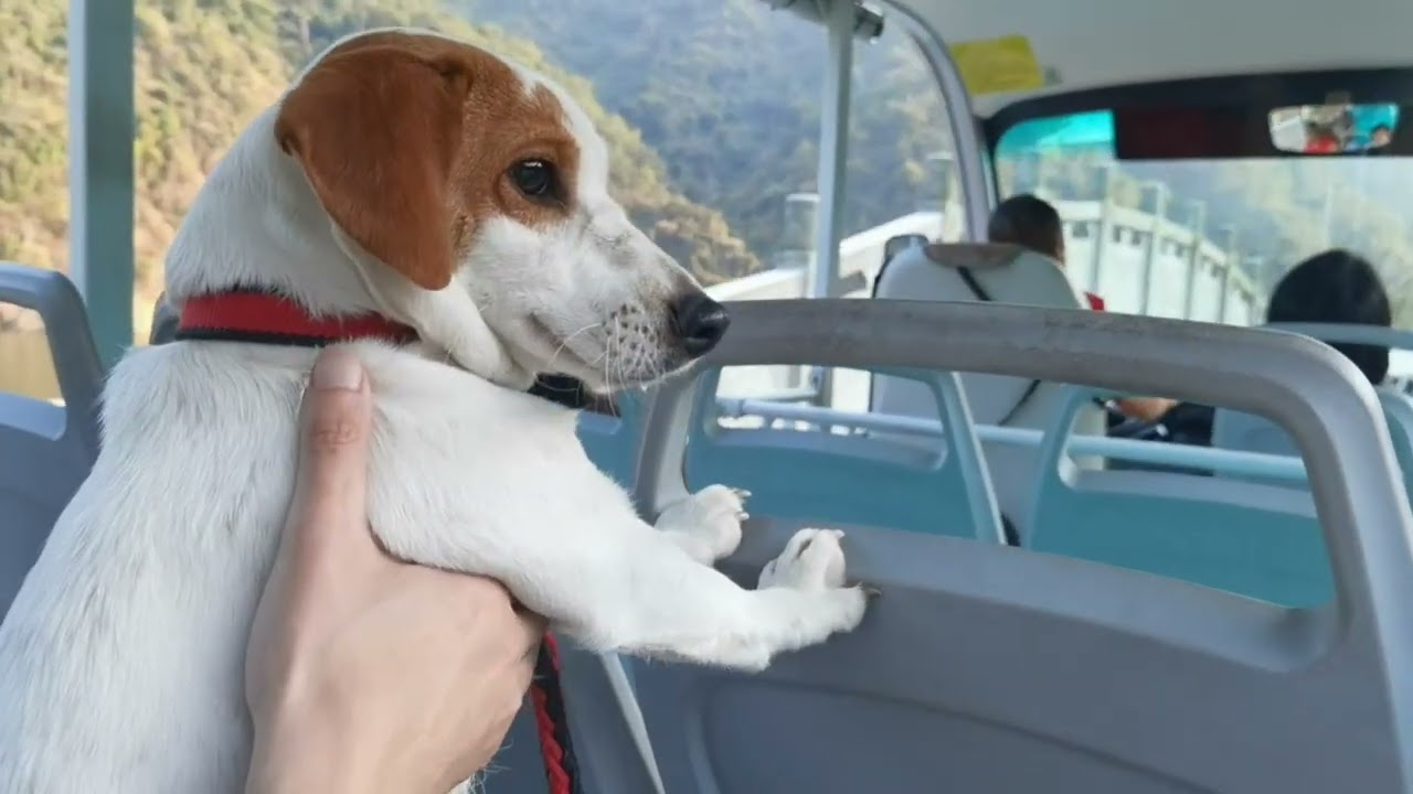 #jackrussellterrier Nala is on the shuttle bus! 2 #pets #livinginchina #chinesenewyear #doglife 