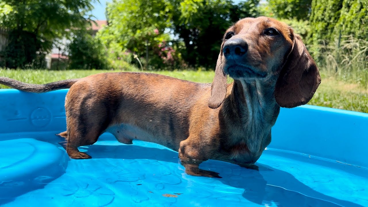 Mini dachshund plays in the pool!