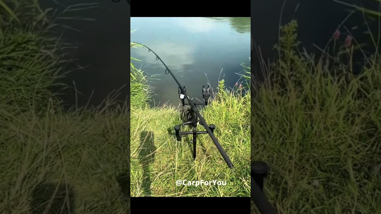 Carp Run 48  #fishing #fishingshorts #carpfishing