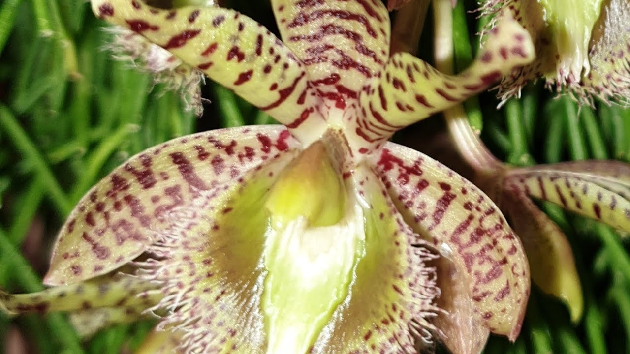 Цветение Clowesia Rebecca Northen 'Grapefruit Pink' x Catasetum semicirculatum 'The Best One'