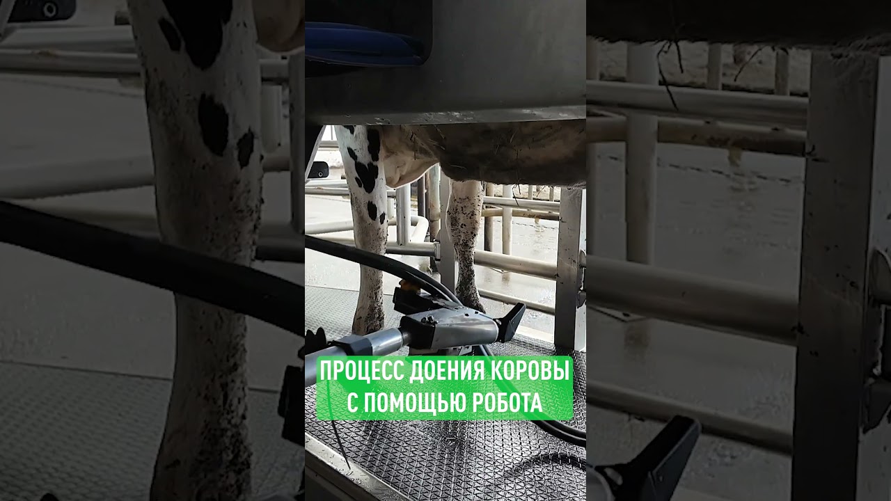 Как доят коров на современных фермах | Cows are milked on modern farms  #еда #молоко #ферма #milk