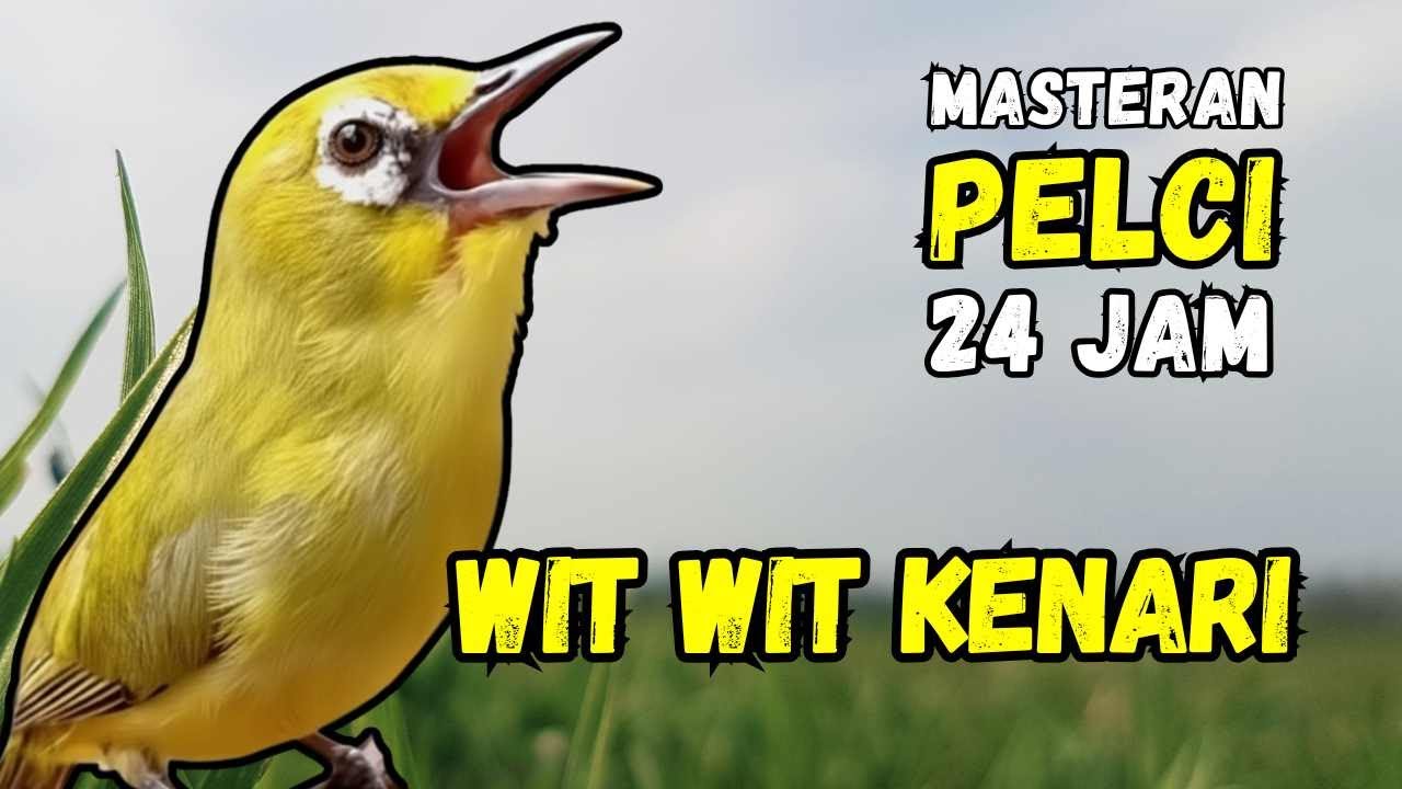 Masteran Pleci Wit Wit Wit Kenari