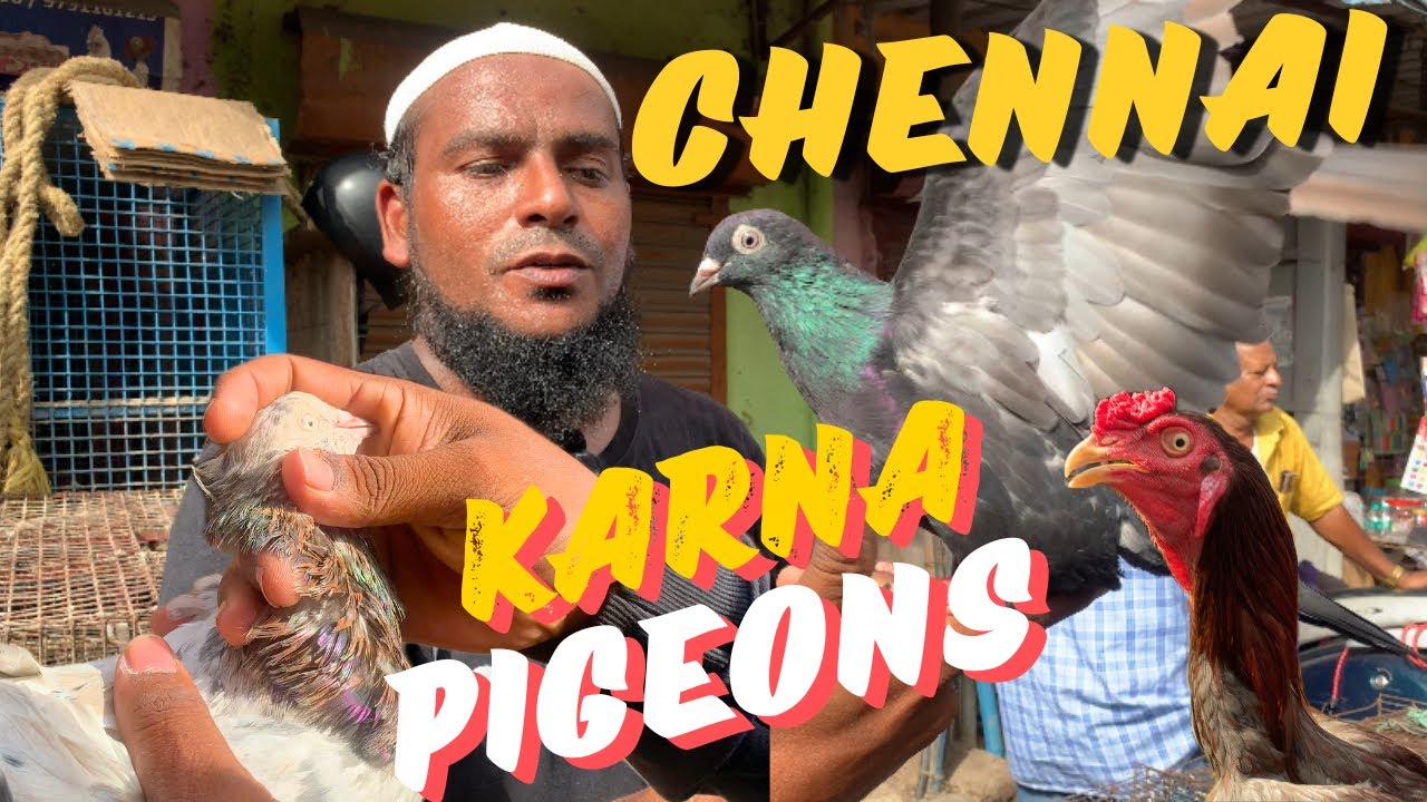 புறா🕊️🌀price🤑in Chennai pet market💥#pigeon #coop #karnapura #vs #male #female #தமிழ் #புறா #பேட்ஸ்