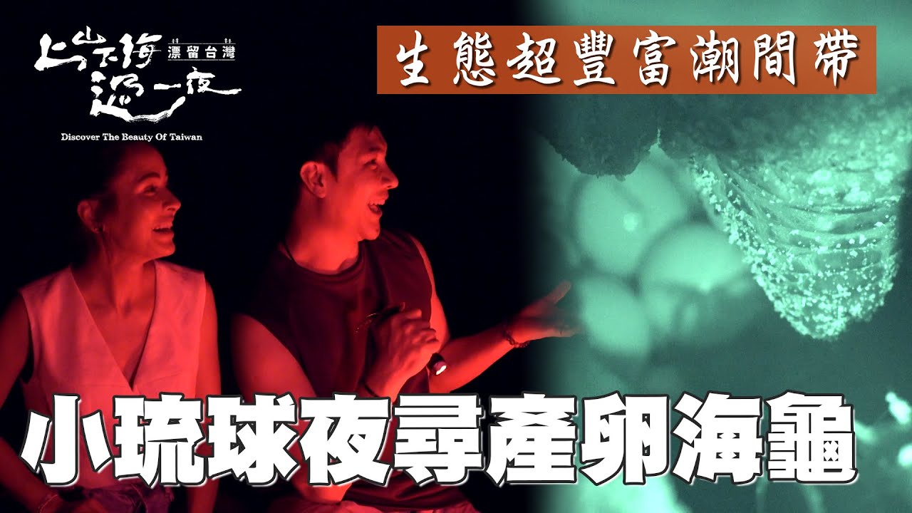 在小琉球見證台灣海洋保育的成績！不僅隨處可見海龜 還有機會可以見到它們產卵的瞬間！潮間帶的生態也相當完整 讓小朋友接觸大自然 親子旅遊的好去處！｜上山下海過一夜 精華