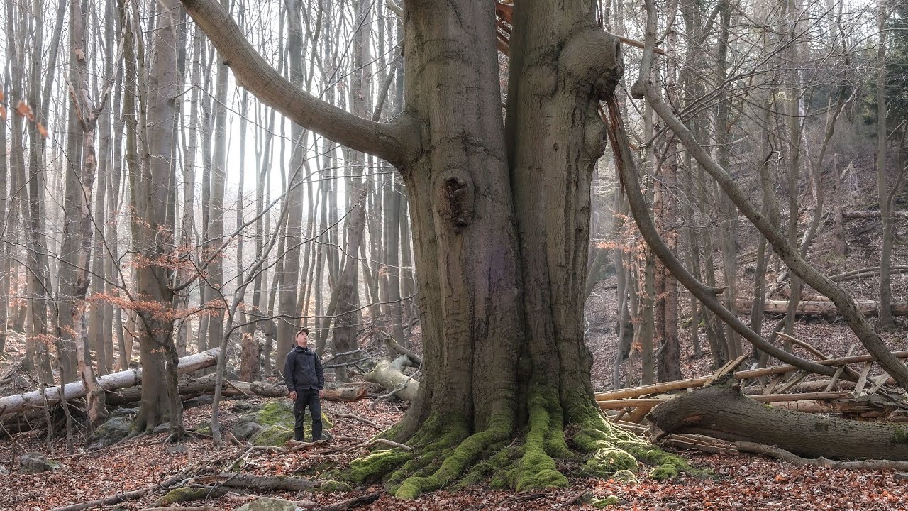 Hiking Wild Rivers & Creeks in the Harz Mountains (Eagle Sighting)
