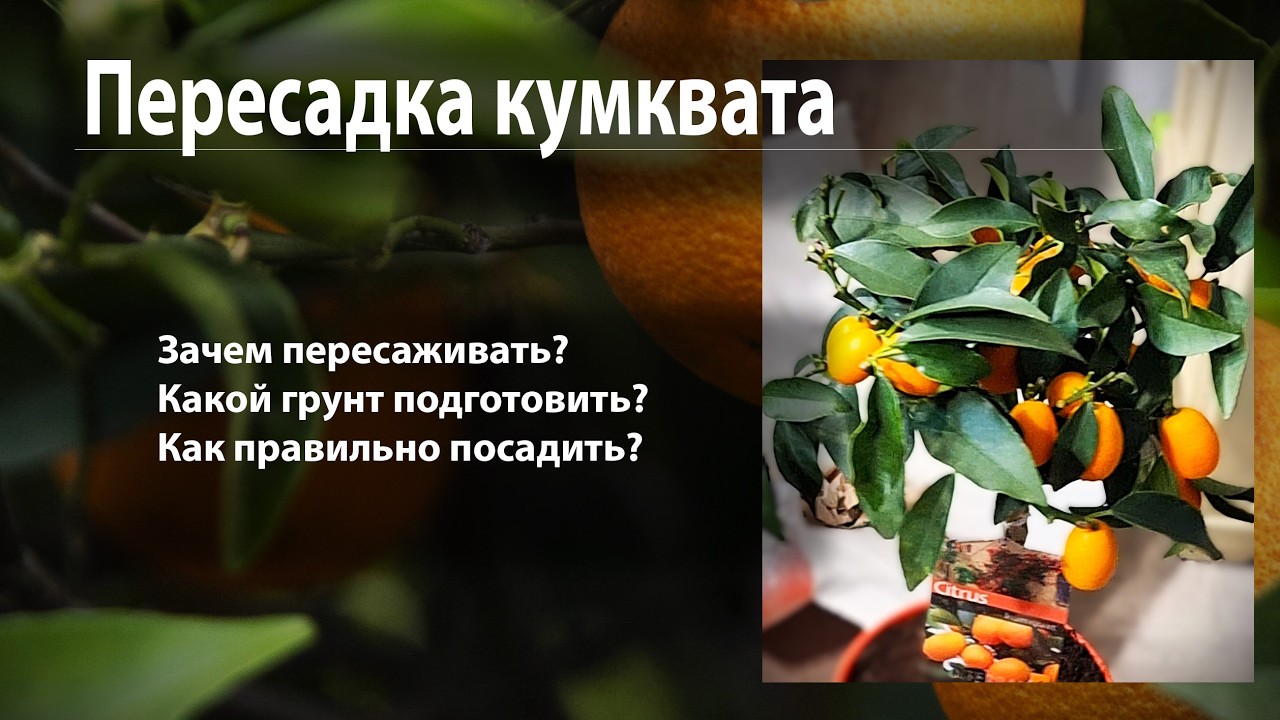 Адаптация кумквата - часть 1. Состав грунта и пересадка.