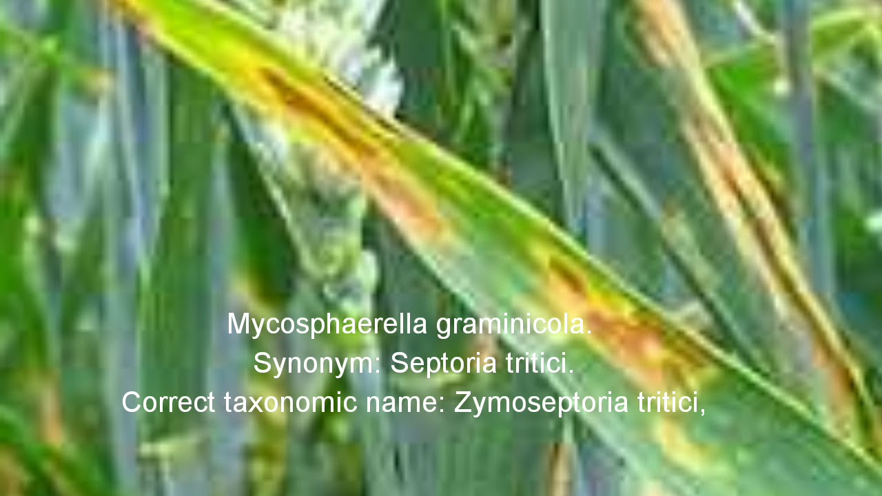 Septoria leaf Blotch is severely infecting wheat crop