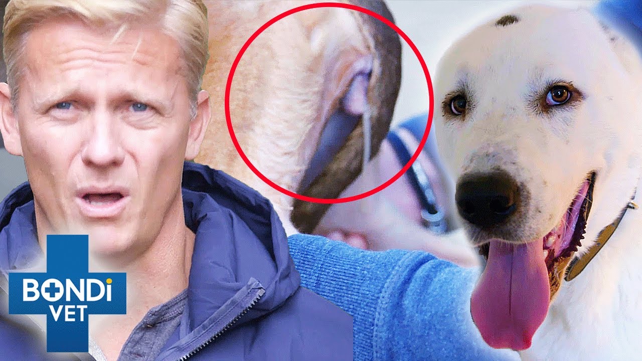 Breeding Dogs Dumped Hurt After Becoming 