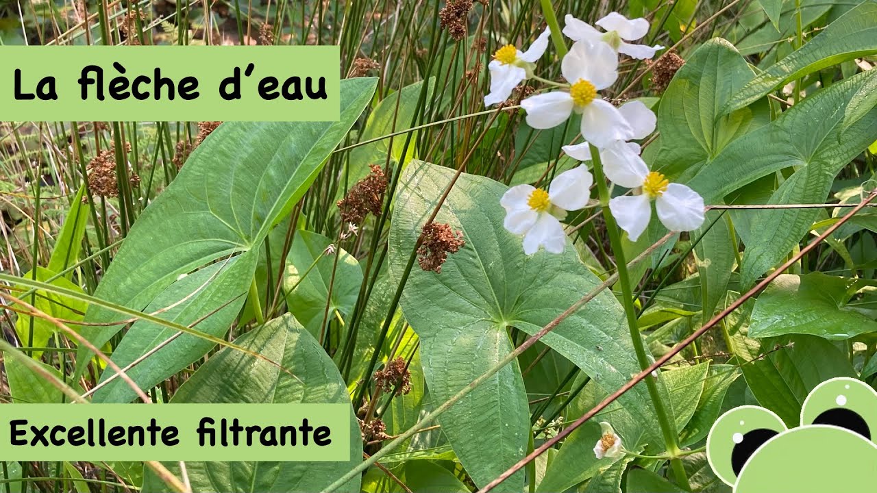 Flèche d'eau ou Sagittaria latifolia